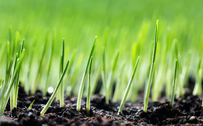 Blades of grass by manufactured gas plant services