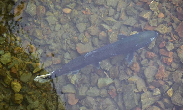 Coho salmon