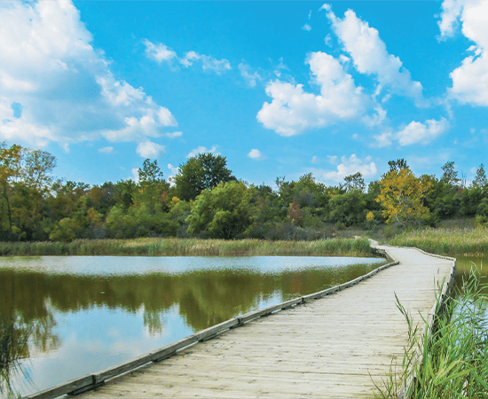 Ann Arbor marsh.