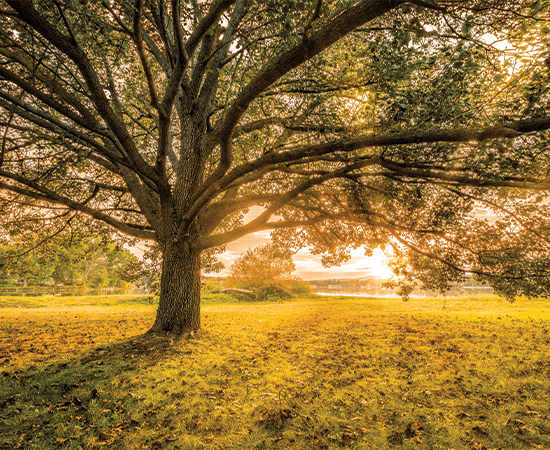 Parsippany field covered in sunlight.