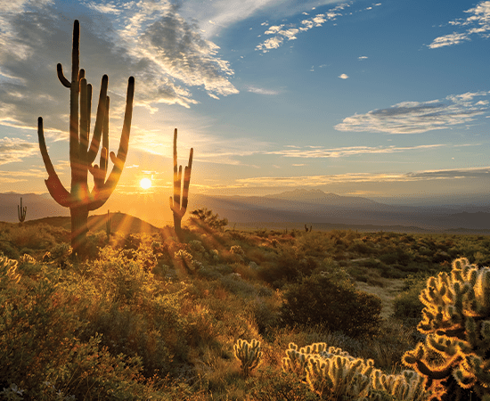 Tucson desert with cacti.